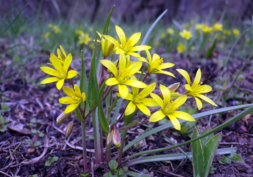  червоніючі (Gagea liotardii )